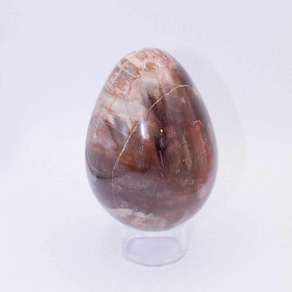 Petrified Wood Egg