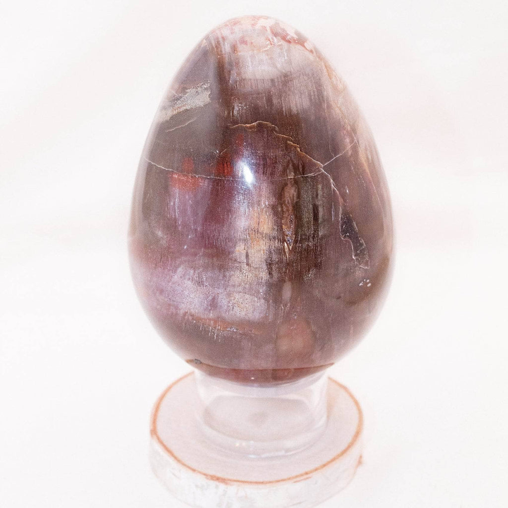 Petrified Wood Egg