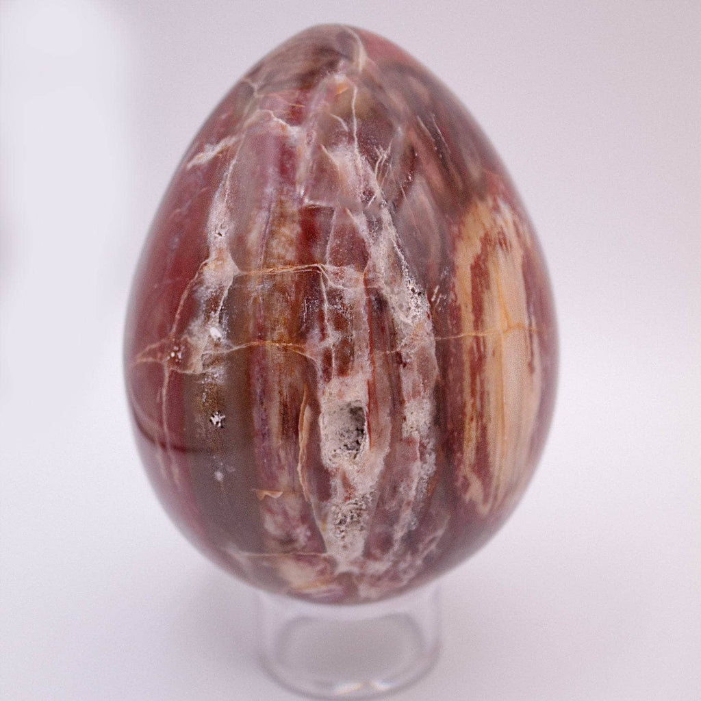 Petrified Wood Egg