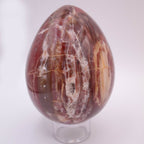 Petrified Wood Egg