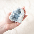 Celestine Geodes - Large - 1 of a Kind