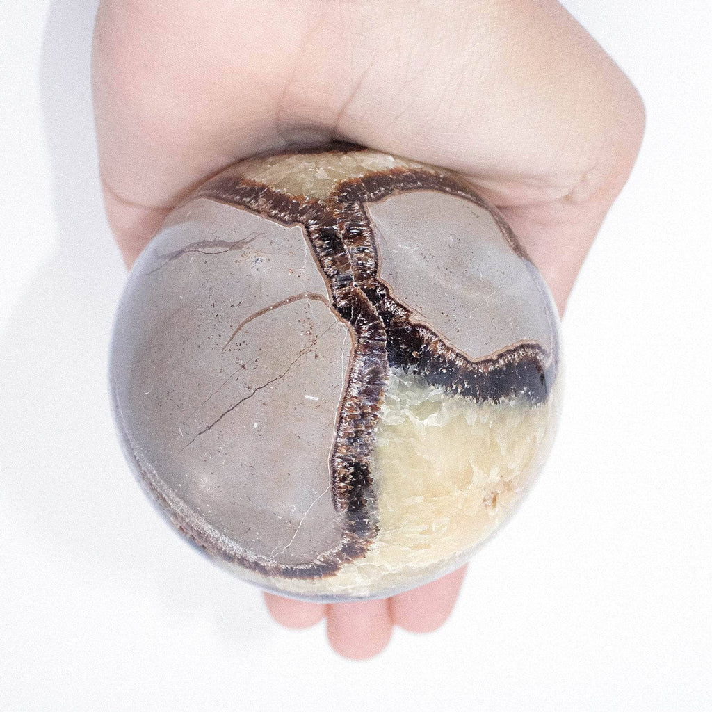 Rare Black Septarian Sphere - 1 of a Kind