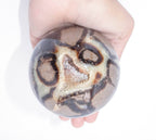 Rare Black Septarian Sphere - 1 of a Kind