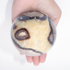 Rare Black Septarian Sphere - 1 of a Kind