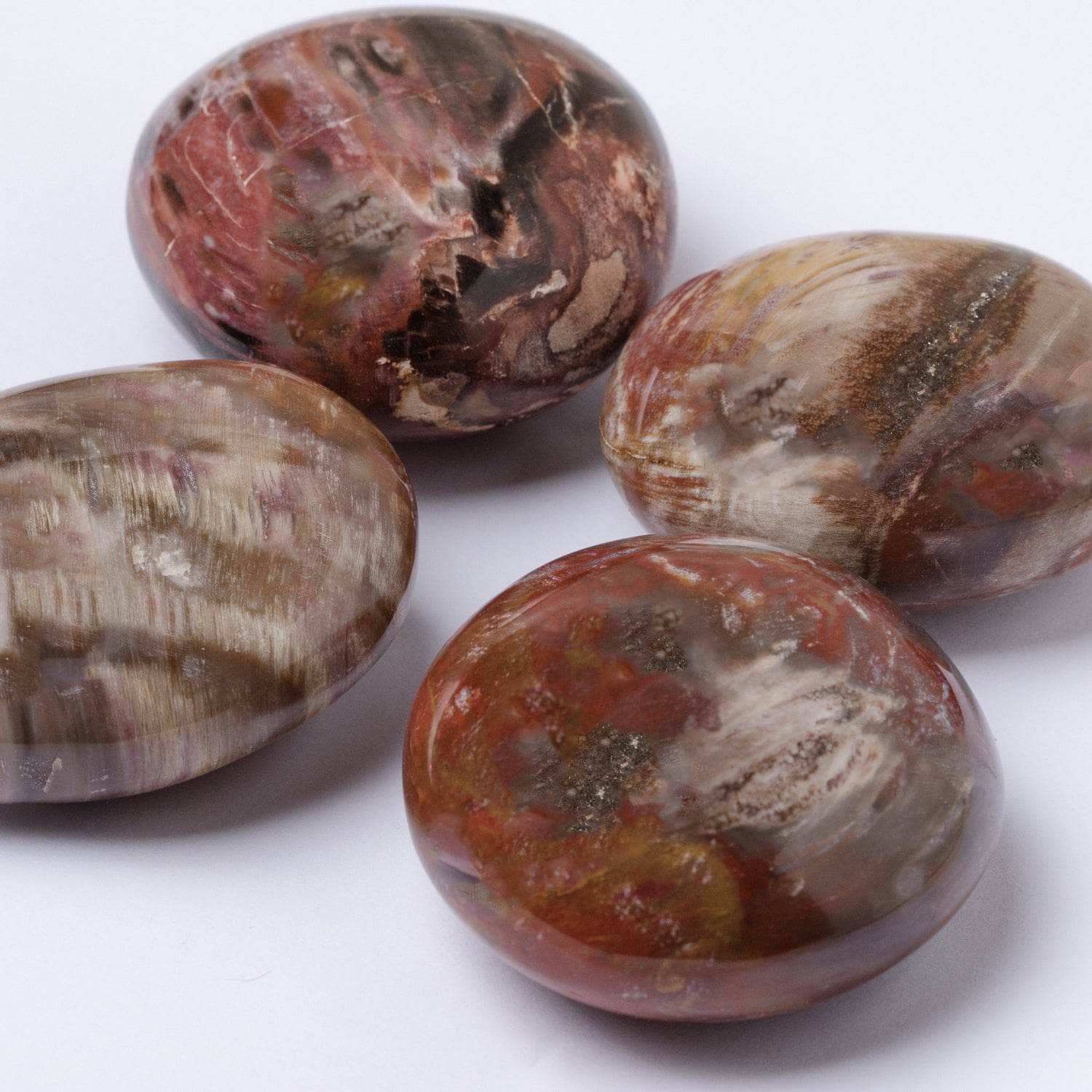 Petrified Wood Palm Stone