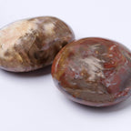 Petrified Wood Palm Stone