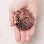 Petrified Wood Palm Stone