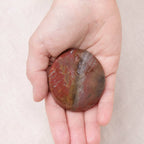 Petrified Wood Palm Stone